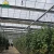 Import Agriculture Plastic Film Green house from China