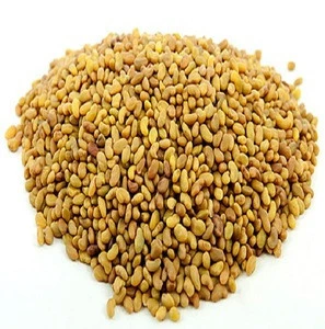 Alfalfa Seeds Grass Seeds Available