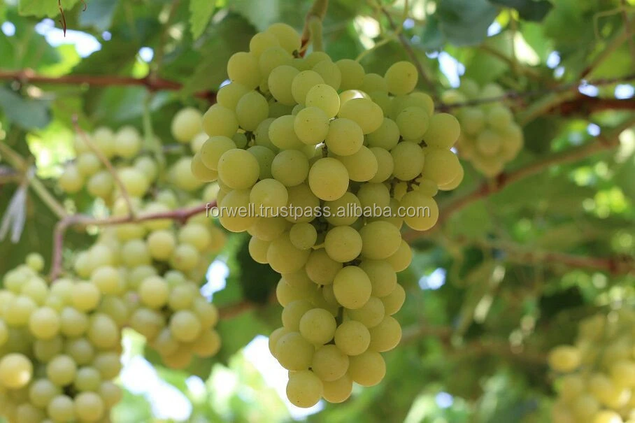 All Egyptian Grapes variety