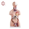 Anatomical Model For Biology Science And Medical Science
