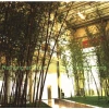 Artificial Bamboo Plant for commercial landscape decoration