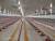 Automatic poultry equipment for restaurant chicken feeding system in farm