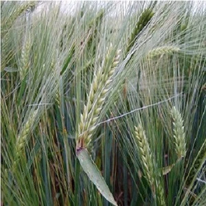 Barley GRain, Spain