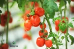 Best PRICE !!! Cherry tomatoes with sweet taste (Lam Son) 6-10 Kg /Carton
