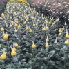 Best quality factory direct sale cheap plastic flower support chrysanthemum net