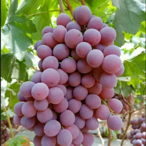 Best Quality Fresh Organic Grapes