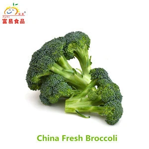 Bulk Broccoli/Fresh Broccoli Price/Broccoli Export From China