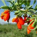 Bulk Ningxia Organic Dried goji fruit