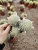Import Cactus Plants  Hot sale  Mini  Live Cactus Succulent Plants indoor plant mammillaria carmenae with many heads from China