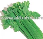Celery