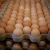 Import Chicken Egg/Fresh Chicken Table Eggs supplier from Ukraine from Belgium