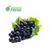 Chile Grown Black Grapes Seedless Robinson Fresh MOQ 18 Lbs Quick Delivery in US