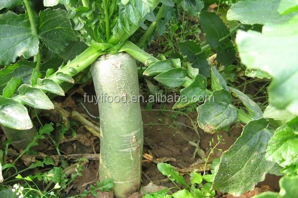 Chinese vegetable Non Pollution Green Turnip