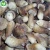 Import cultivated growing frozen boletus edulis mushroom from China