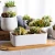 Import Customized modern ceramic succulent planter flower pot with bamboo tray from China
