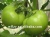 delicious fresh green tomato
