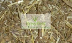 Dinanath grass (Pennisetum pedicellatum) seed