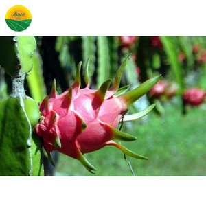 DRAGON FRUITS COMPETITIVE PRICE FOR EXPORTER