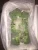 Import egyptian fresh broccoli high quality A from Egypt