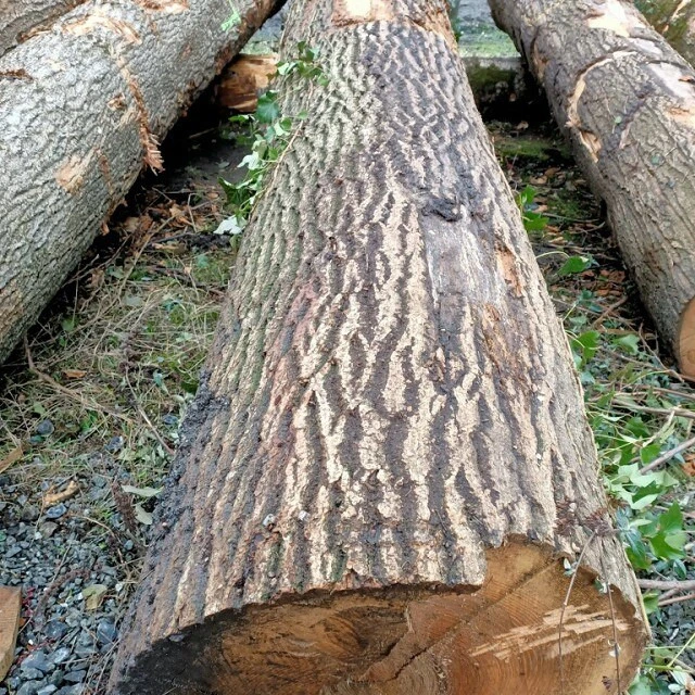 european wood red oak padouk log white ash sawn logs