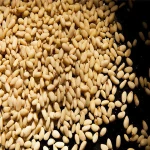 export top grade dried pine nuts kernels at good price
