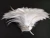 Import Factory direct sale white 6-8inch Cock/Rooster hackle Feather strung from China