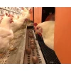 Factory price chicken poultry farm equipment animal husbandry Egg collection machine