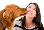 Factory supply wholesale bulk dog food dry pet food