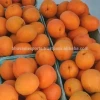 Fresh Apricots/ Fresh Fruit!