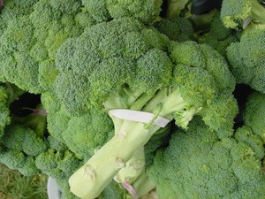 Fresh Broccoli - High Quality and Best Price.