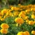Import fresh cut marigold flowers from China