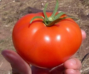 fresh Egyptian tomato high quality (A)