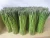 Import Fresh  green asparagus on sell.. from South Africa