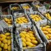 Fresh Mango from Thailand