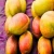 Import Fresh mangos -100% high quality all types of mango fresh fruit from from Germany