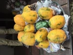 FResh Papaya
