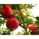 Fresh Red Sweet Pomegranates Supplier