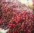 Import Fresh Sweet  Cherries for Importers.. from South Africa