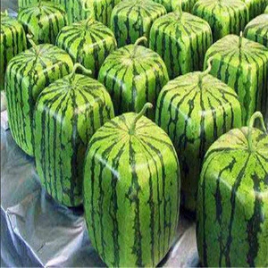 Fresh water Melons