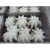 Import frozen whole boiled baby octopus flower shape frozen whole cleaned baby octopus from China