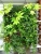 Import Geotextile breathable nonwoven green wall pots vertical garden from China
