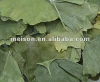 Ginkgo leaf(yinxingye)