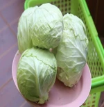 Good Price Cabbage Fresh Letture for Sale