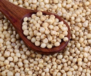 Good Quality and Natural White and Red Sorghum