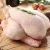 Import Grade A Frozen Whole Chicken , Halal Feet Chicken,Chicken paws and Chicken Parts from South Africa