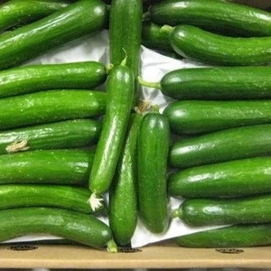 High Quality Fresh Cucumber/Frozen Cucumber, Export Fresh Vegetable from Thailand