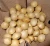 Import High Quality Ginkgo Nuts ,Peeled Ginkgo Nuts,Raw Ginkgo Nuts for sale from China