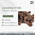 High Quality Wholesale Natural Casurina Pods for Potpourri, DIY, Events Decor & Other Decor & Dried Flower Arrangements
