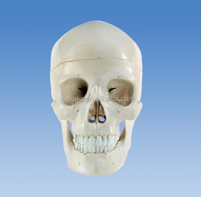 HM-BD-041 human skull model plastic skull model medical anatomical skull model