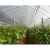 Import Hot sale greenhouse plastic insect mesh from China